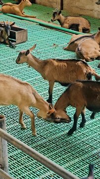 Two goats headbutting in herd on rural farm in natural environment