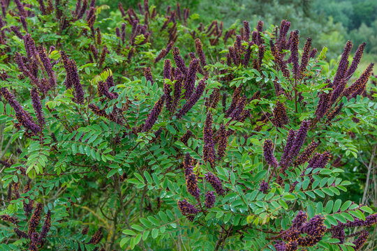 Amorpha fruticosa Bastardindigo Scheinindigo Detail Bl&uuml;te