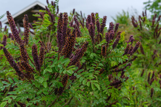 Amorpha fruticosa Bastardindigo Scheinindigo Detail Bl&uuml;te