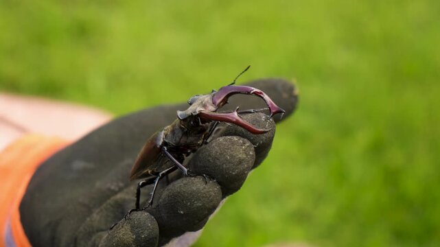 A stag beetle in the wild. Selective focus.