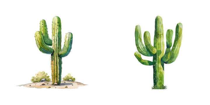 saguaro cactus watercolor vector illustration
