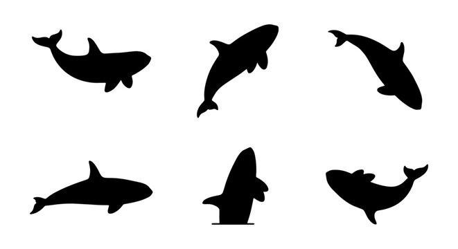 Orca Whale Silhouettes, Marine Mammal Vector Icons, Ocean Wildlife Set, Aquatic Animal Graphics