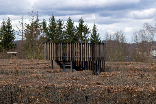Wooden observation deck overlooking winter hedge maze