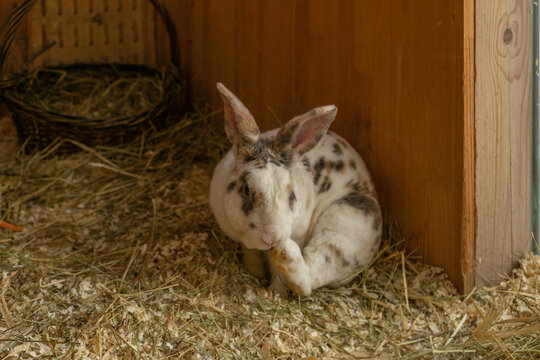 Curious domestic Rex rabbit Oryctolagus cuniculus attentively grooming its paw while resting on straw bedding against a wooden hutch corner background
