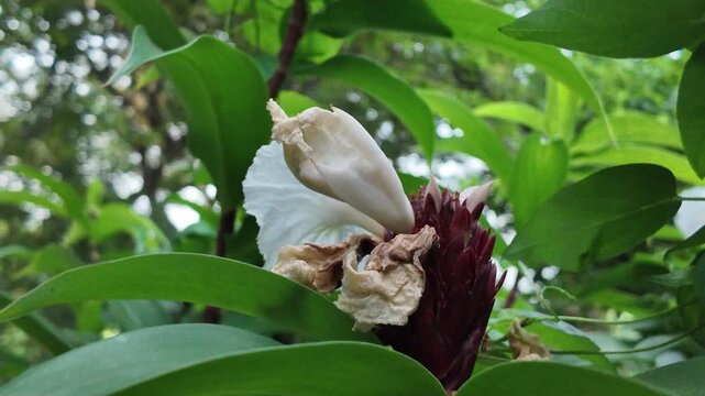 Close-up shot showing a fading crepe ginger flower with decaying brown dried petals surrounded by dense green shrubbery leaves.
