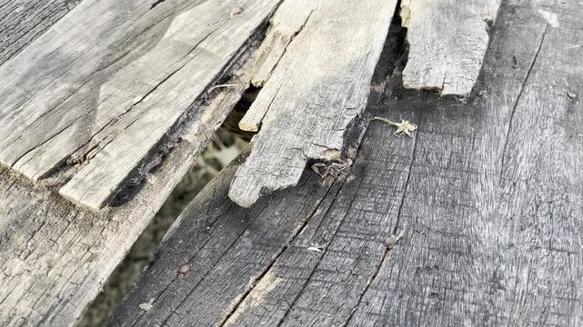 Close up of old damaged timber panel with deep hole and decay