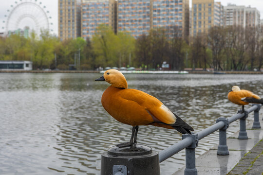 Ruddy shelduck Tadorna ferruginea perched alertly on a stone post with another duck on a railing against a city Ferris wheel and lake background