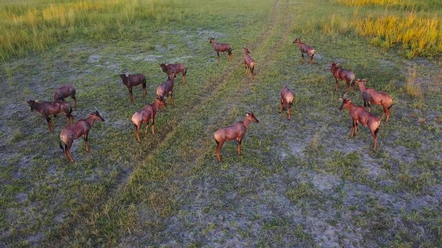 A drone view of a group of Tsessebe Antelope Herd grazing and moving through the golden grasslands