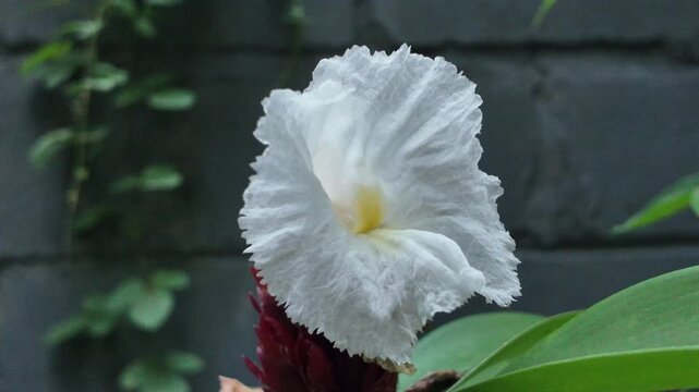 Stunning macro front view showcasing the delicate textured petals and yellow core center of a single white spiral ginger blossom.
