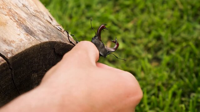 A stag beetle in the wild. Selective focus.