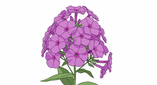 A cluster of vibrant purple phlox flowers with green stems and leaves on a white background