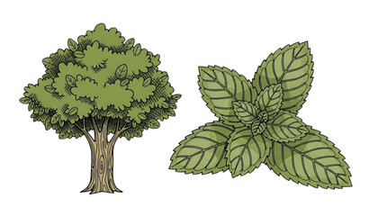 Fototapeta premium Botanical illustration of tree and mint leaves hand drawn style