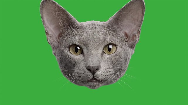 Background animation of cute cat head talking and meowing on green screen background