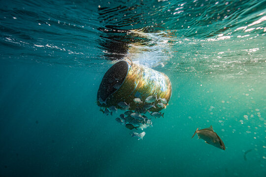 Fish gather beneath a piece of floating marine debris in the Indian Ocean off South Africa. Marine litter can provide temporary shelter for fish and other marine organisms