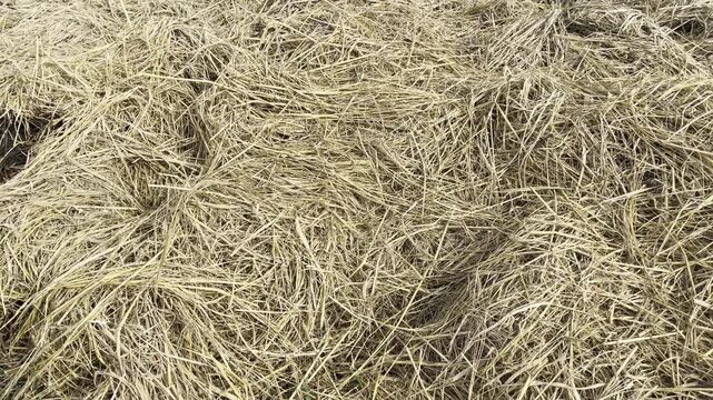 Texture of a dense dried rice straw pile on a traditional farm