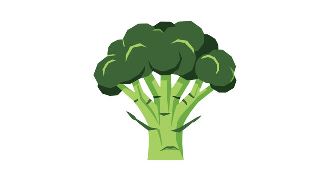 Realistic illustration of a fresh head of green broccoli shows the thick stalk and dense florets from a front-facing perspective.