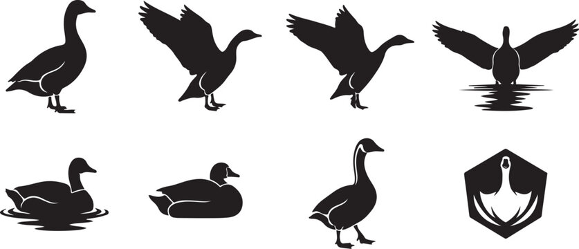 Set of goose silhouettes flying swimming standing and in water on white background vector.