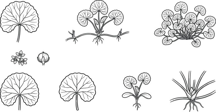 Gotu Kola Centella asiatica herb vector set featuring hand drawn medicinal plant leaves, root system, runners, flowers, and alternative organic cosmetic ingredients.