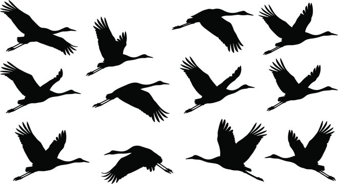 Flying crane bird silhouette vector set featuring wild stork, heron, or egret flock in migration flight poses isolated on white background.