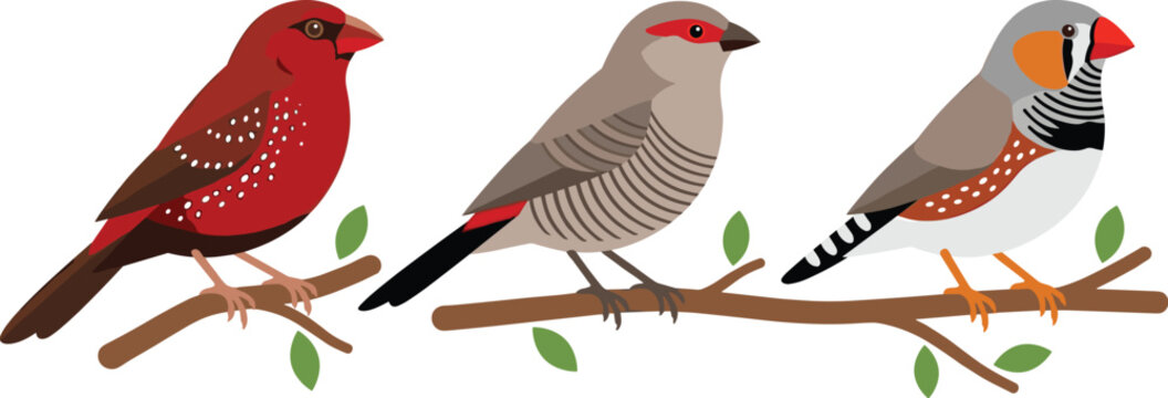 Exotic finch bird vector set featuring red avadavat Strawberry finch, red-browed finch, and Australian zebra finch perched on tree branches.