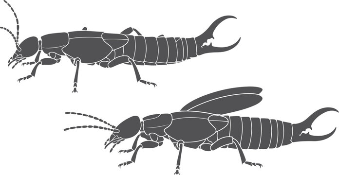 Detailed line art illustrations of two earwigs shown from side view isolated on checkered background.