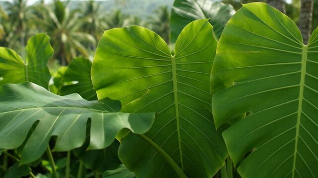 Lush green tropical monstera and taro leaves gently swaying in a light breeze, revealing a serene jungle background with exotic palm trees under the bright summer sun