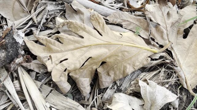 Rustic brown dried foliage background texture for creative overlay