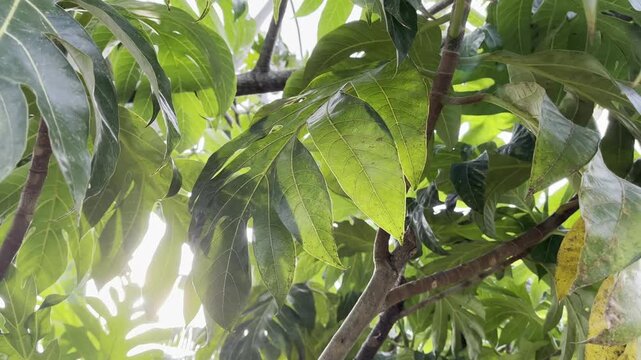 Vibrant green noni leaves on a tree in tropical nature