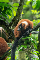 Fototapeta premium Red ruffed lemur resting on tree branch in lush zoo habitat
