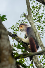 Red-shanked douc langur perched among tree branches in zoo habitat © Amane