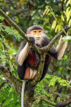 Red-shanked douc langur sitting on tree branch in lush zoo habitat