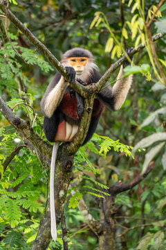 Red-shanked douc langur sitting among lush green branches in zoo habitat