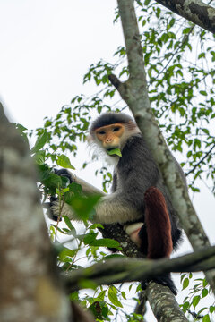 Red-shanked douc langur looking from tree branches in zoo habitat