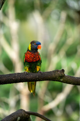 Obraz premium Rainbow lorikeet perched on branch in lush tropical habitat
