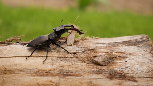A stag beetle in the wild. Selective focus.