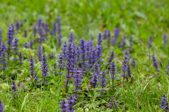 Ajuga, Bugleherb or Bugleweed (Ajuga reptans) in the spring garden