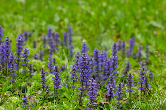 Ajuga, Bugleherb or Bugleweed (Ajuga reptans) in the spring garden