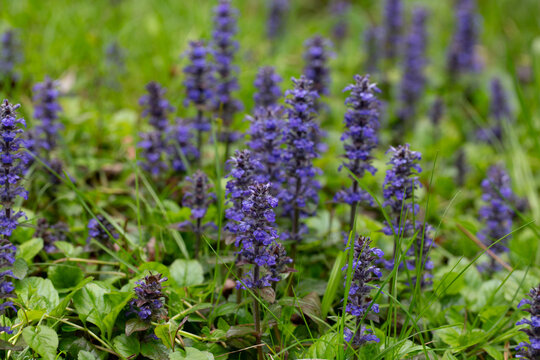 Ajuga, Bugleherb or Bugleweed (Ajuga reptans) in the spring garden