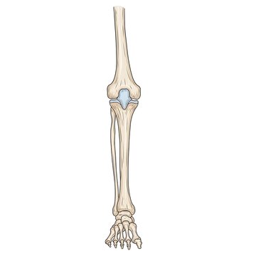 Anatomical diagram of human tibia and fibula bones.
