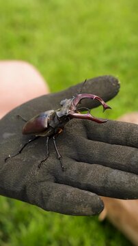 A stag beetle in the wild. Selective focus.