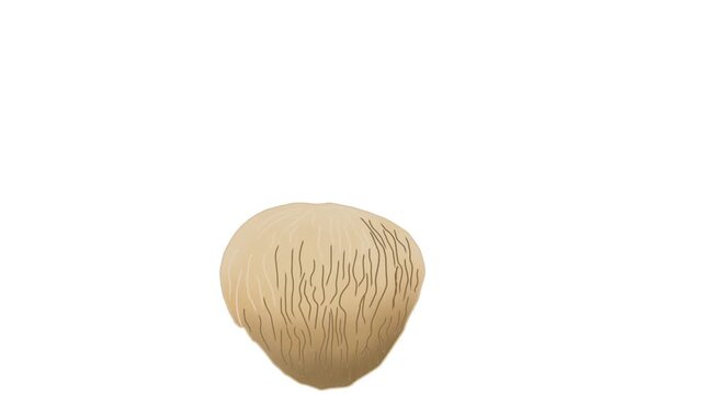 Animated fungi white background collection featuring edible fungi varieties illustrated in a hand-painted style. Suitable for educational content, nature presentations, culinary projects, organic food