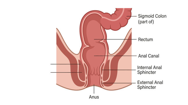 Detailed anatomical illustration of the human rectum and anus, showing the sigmoid colon, anal canal, and sphincters on a white background.