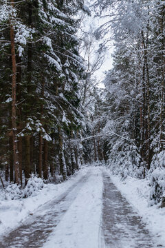 Winterwald