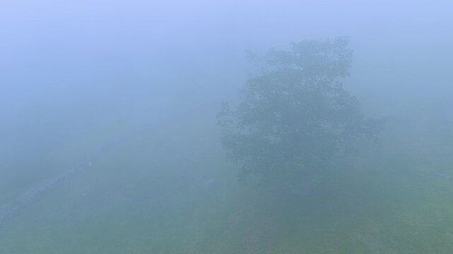 Oak tree shrouded in mist in the countryside landscape in spring near La G&aacute;ndara. Aerial view from a drone in the Pasiegos Valleys in the Autonomous Community of Cantabria, Spain, Europe