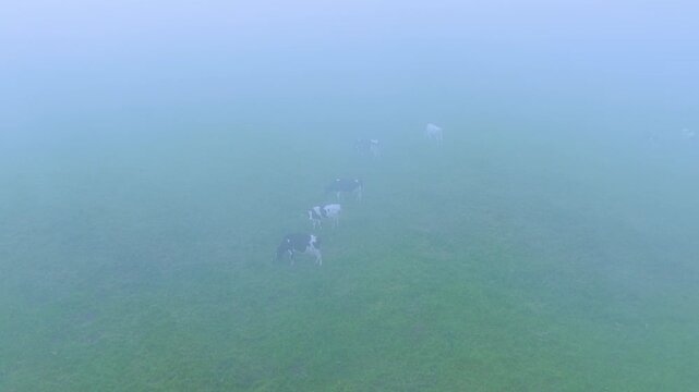 Cows grazing in the mist in the countryside landscape in spring near La G&aacute;ndara. Aerial view from a drone in the Pasiegos Valleys in the Autonomous Community of Cantabria, Spain, Europe