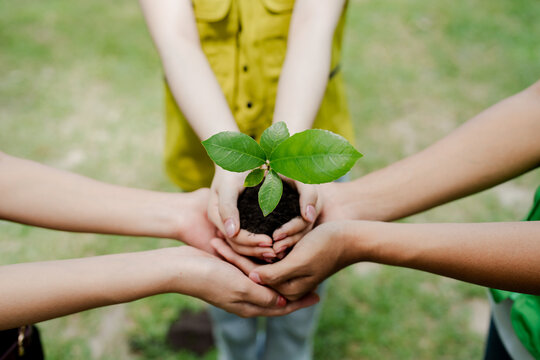 Hands of diverse children protecting a small green seedling with rich soil, symbolizing environmental support, green growth, and future sustainability for the planet