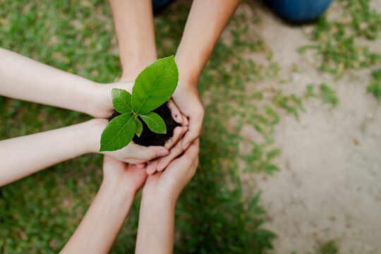 Many hands are carefully supporting a young plant growing from rich soil amidst green grass, representing collective effort, nature conservation, and hope for a sustainable future