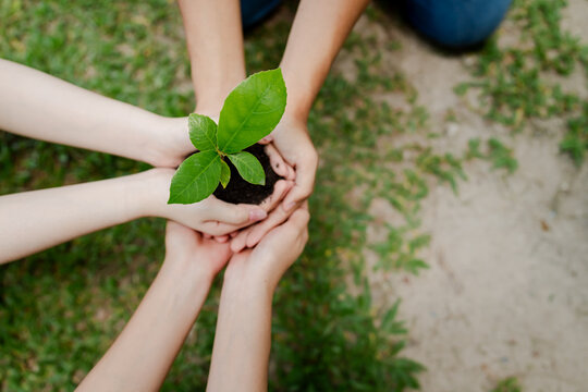 People's hands carefully holding a small green plant seedling with soil, representing environmental protection, growth, future, sustainability, nature conservation, and collaborative effort