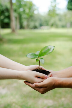 People's hands carefully holding a young green seedling with rich soil, symbolizing teamwork, growth, environmental conservation, and future sustainability in a vibrant natural setting