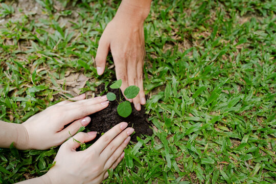 Two people are planting a small green sapling into dark soil, surrounded by lush green grass, representing teamwork and dedication to ecological preservation